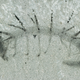 Imagen para el artículo titulado Logran reconstruir el Hallucigenia, un enigma evolutivo durante 106 años